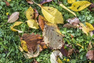 leaves in indian summer colors on grass