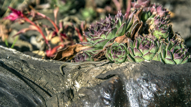 Camouflaged common wall lizard (Podarcis muralis) sunning itself on an old stump in the garden