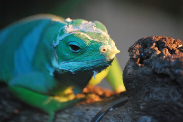 REPTILES