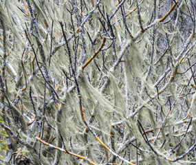 detail of jungle landscape