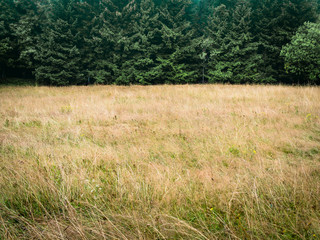 Forest and dry meadow, minimalistic natural background
