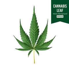 Cannabis Vector. Medical Green Plant Illustration Isolated On White Background. Cannabis Graphic Design Element For Printables, Web, Prints, T-shirt.