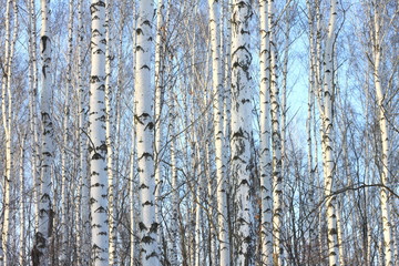 Birch trees in bright sunshine / trunks of birch trees in birch-wood