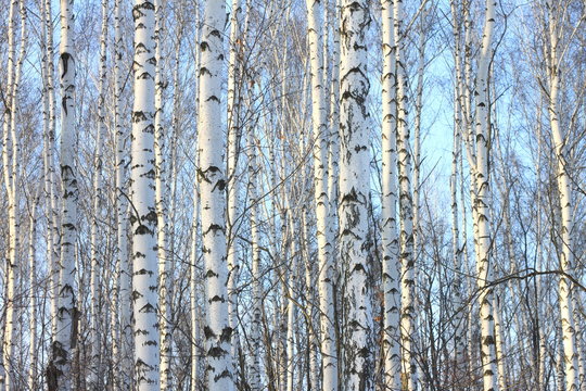 Fototapeta Birch trees in bright sunshine / trunks of birch trees in birch-wood