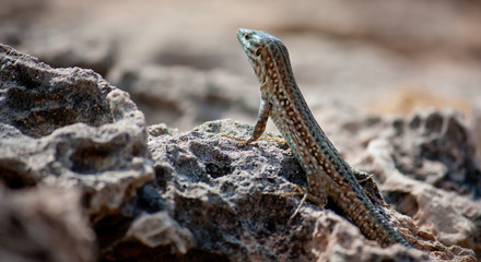 Lizard at Ibiza, close-up view. Fauna of Ibiza. Popular animals of Ibiza.