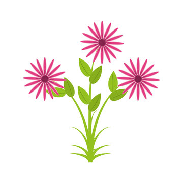 Daisy Flowers Bunch Flora Vector Illustration Eps 10