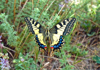 Fototapeta na wymiar Swallowtail butterfly, Papilio machaon