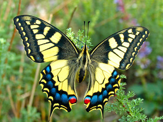 Naklejka na ściany i meble Swallowtail butterfly, Papilio machaon