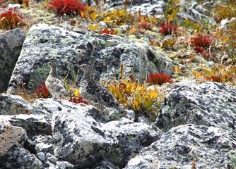 Rock Ptarmigan, Lagopus mutus