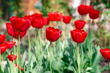 Beautiful scarlet red tulips flowerbed closeup. Flower background