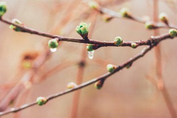 spring rain drops on the buds. Selective focus, shallow depth of field
