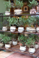 Fototapeta na wymiar Ceramic pots with small olive trees at market in Menton, town in South France, French riviera