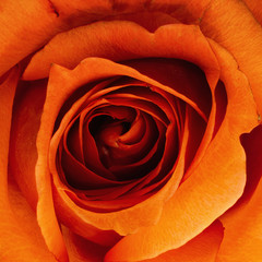 Rose orange 

