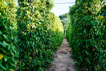 Black pepper plantation