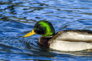 Male mallard duck