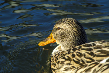 Female mallard duck