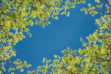 Background of Tree leafs against with blue sky,  space in center of photo.
