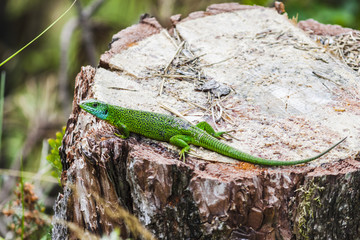 Green lizard in the nature