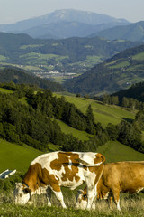 Fototapeta na wymiar Cows out at feed, pasture, hills, Austria, Lower Austria, Mostvi