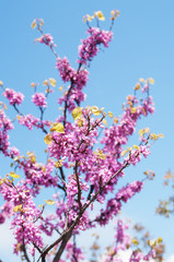  blooming pink cercis tree