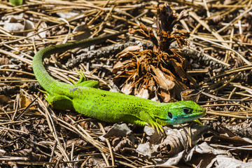 Naklejka na ściany i meble Green lizard in the nature