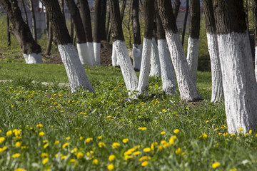 Tree care, tree whitewash with green grass © vashuluna
