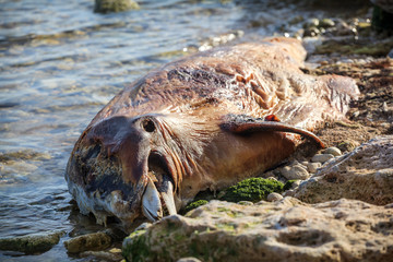 Fototapeta premium Dead Bottlenose dolphin.