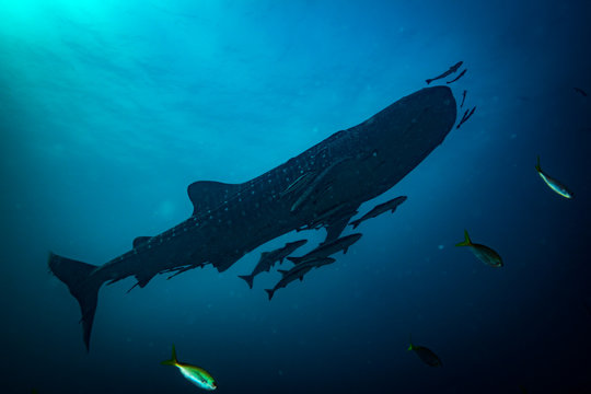 Whale shark