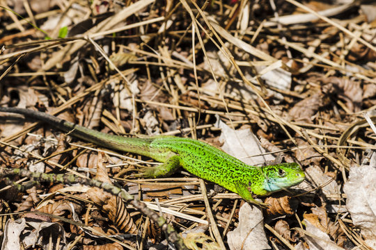 Green lizard in the nature