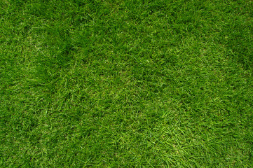 Fototapeta premium Top view of green lawn