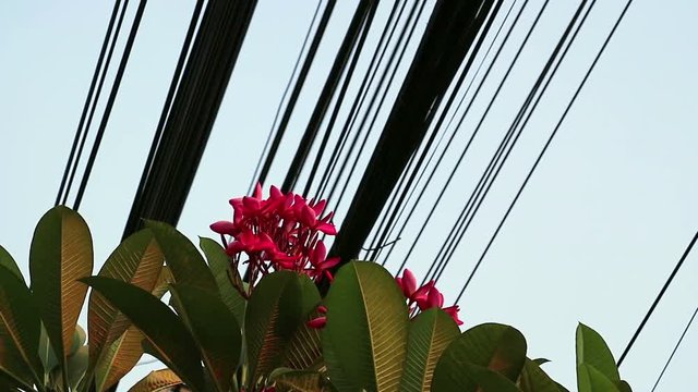 Contrast between nature and technology, Plumeria flowering tree and electrical power lines