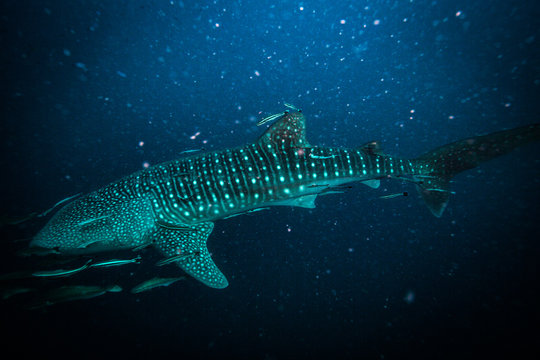 Whale shark