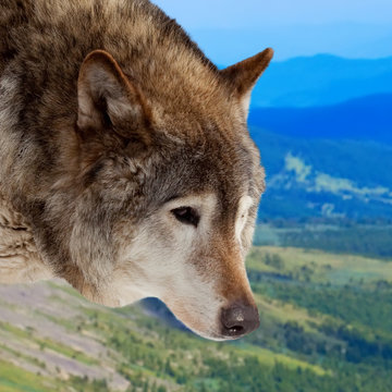Head of wolf  against wildness