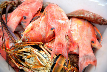 Freshly Caught Tropical Fish and lobsters in a bucket. Dominican Republic
