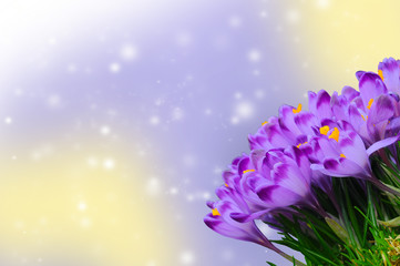 Fototapeta na wymiar Beautiful purple crocus on colorful bokeh background