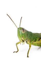 criquet sur fond blanc