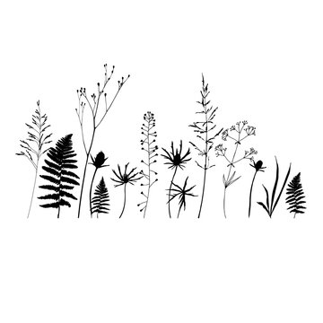 Vector floral background with wild meadow flowers, herbs and fern leaves.