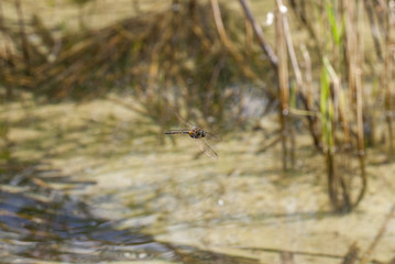 Gefleckte Smaragdlibelle