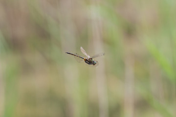 Gefleckte Smaragdlibelle
