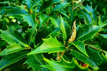 Holly leaves