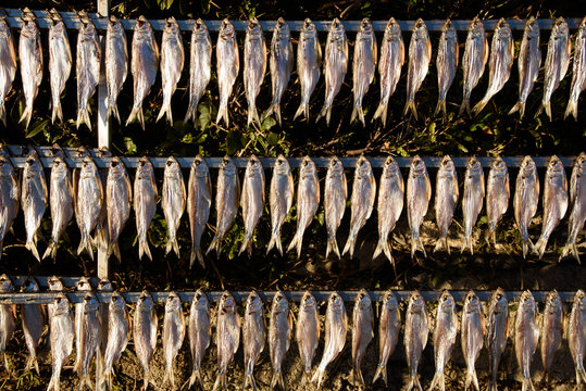 Dried shad (misultin)