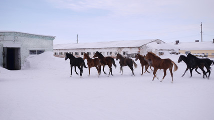 A herd of horses run to the stables. 