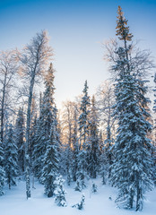 frosty birch trees and spruce trees at winter forest, in the north of Russia