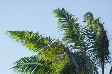 Obraz premium Coconut Leaves on Blue Sky for Background.