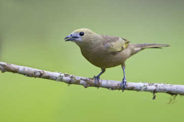 Palm tanager (Thraupis palmarum) on branch in garden, Itanhaem, Brazil