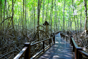 Fototapeta premium Mangrove nature trail at Pranburi national park, Thailand