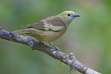 Palm tanager (Thraupis palmarum) on branch in garden, Itanhaem, Brazil