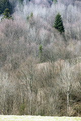 in March the old new trees