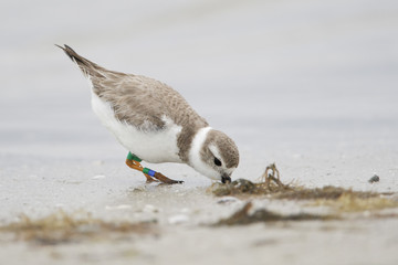 Piping Plover (Charadrius melodus) on beach at Fort De Soto Park, Tierra Verde, Florida, USA