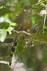 Puerto Rican lizard cuckoo (Coccyzus vieilloti) sitting on branch, Cambalache Forest, Puerto Rico
